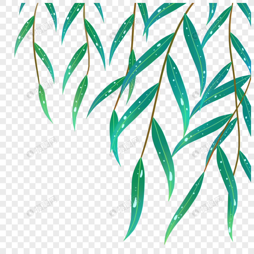 挂满水珠的柳叶