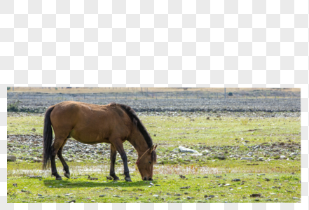 一匹马在草地上图片