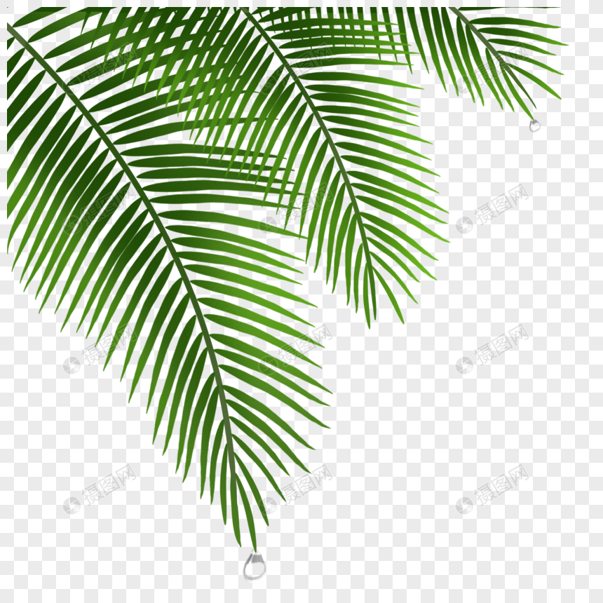 夏日椰子树树叶和水滴图片