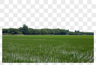稻田插秧图片