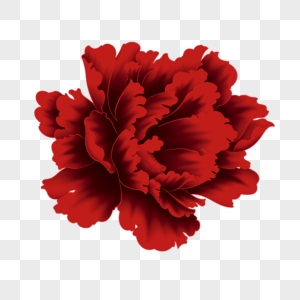 红色花卉红色牡丹高清图片