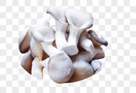 灰色蘑菇平菇图片