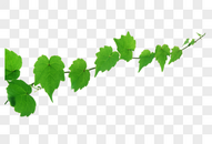 绿叶藤蔓装饰图案图片