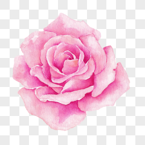 粉色的玫瑰花高清图片