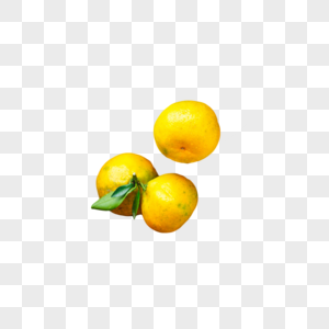 柑橘采摘图片