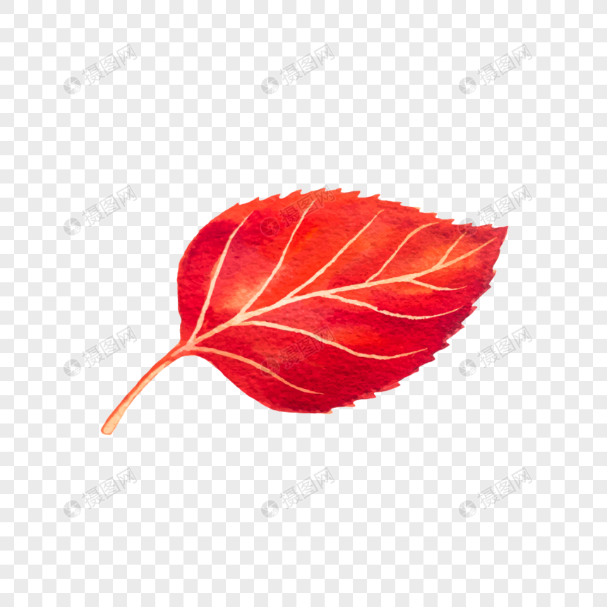 树叶红叶矢量素材图片