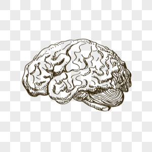 大脑线条小脑高清图片