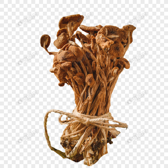 野生茶树菇图片