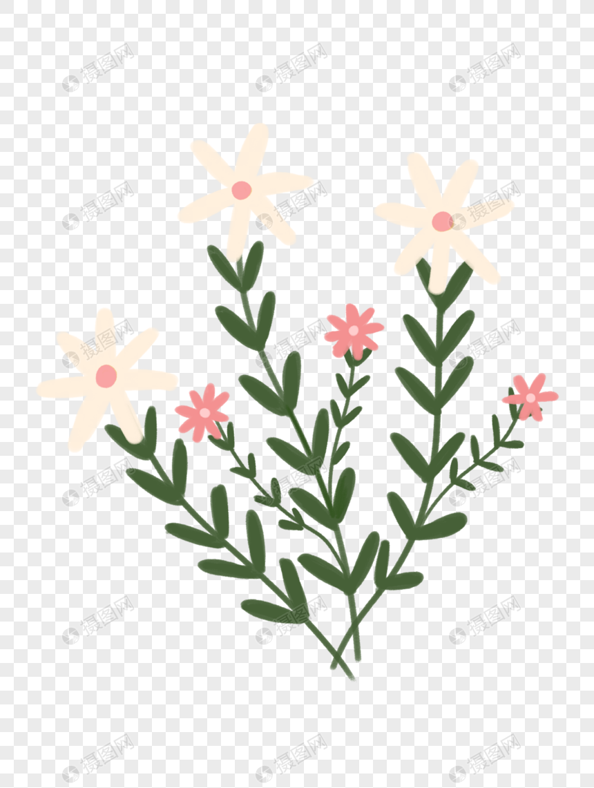 鹅肠菜
