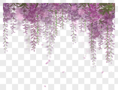 紫藤花  紫色 绿叶 叶子图片