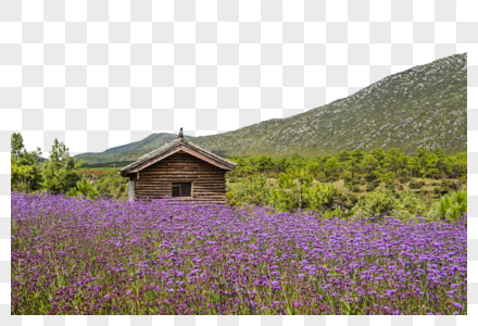 花海边的木屋高清图片