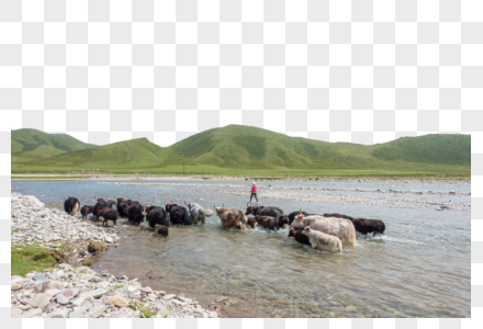 夏季青海草原风光图片