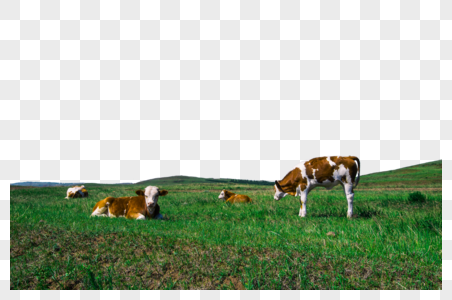 草原上牛儿吃草图片