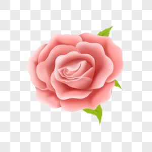 浅粉色的大朵玫瑰花图片