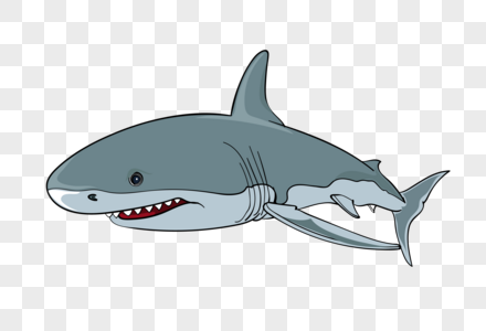 鲨鱼鲨鱼动物高清图片