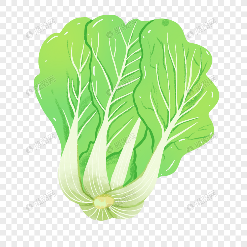 大白菜