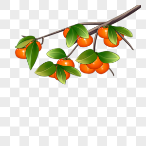 柿子橘色树叶高清图片
