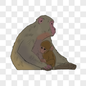 母猴和小猴猴子母猴高清图片