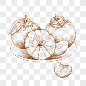 橘子橙子水果手绘线描插画复古图片