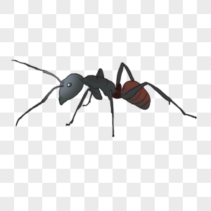 蚂蚁蚂蚁搬家小虫子高清图片