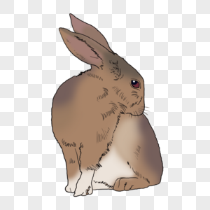 兔子小动物高清图片素材