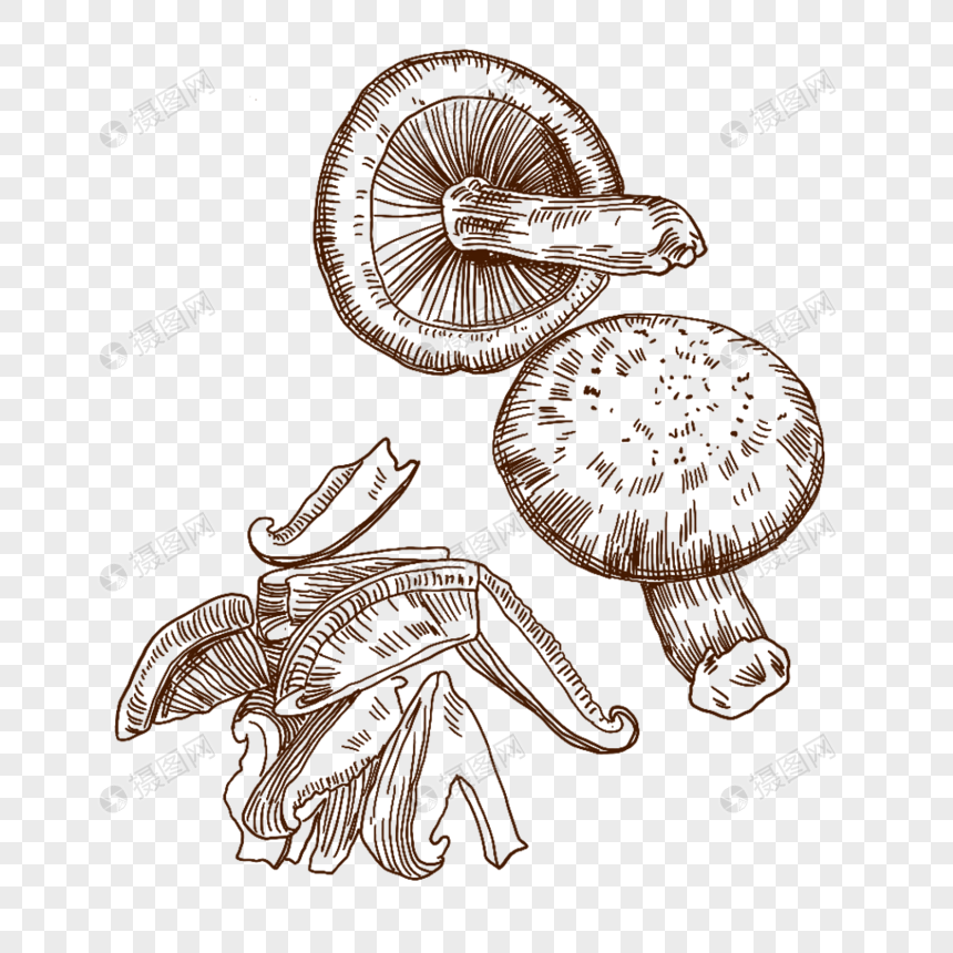 蘑菇冬菇蔬菜食材线描新鲜美味手绘插画
