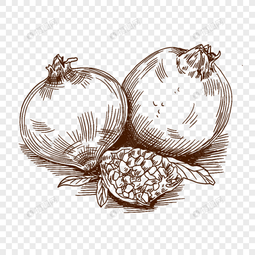 石榴石榴籽水果线描新鲜美味手绘插画图片