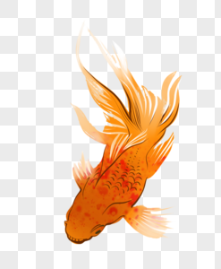 橙色金鱼图片
