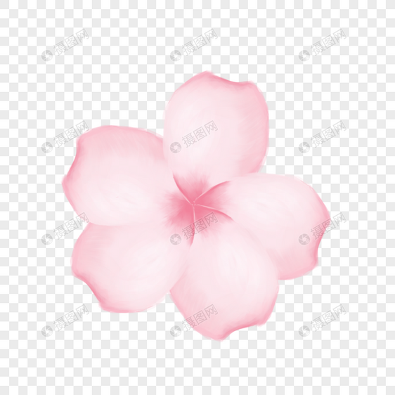 粉色花瓣花卉图片