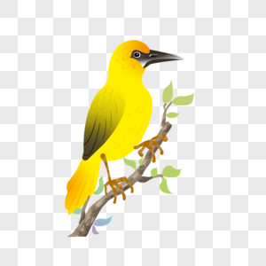 站在树枝上的黄色小鸟图片