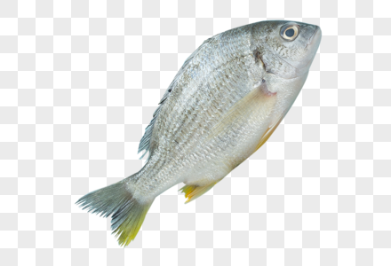 生鲜鱼不钓鱼素材高清图片