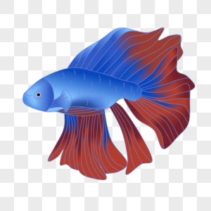 蓝色大尾巴鱼动物高清图片素材