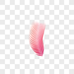 半支粉色羽毛图片