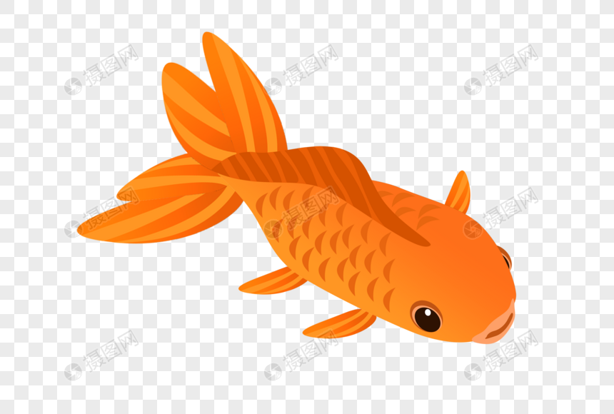 一条橙色鱼图片