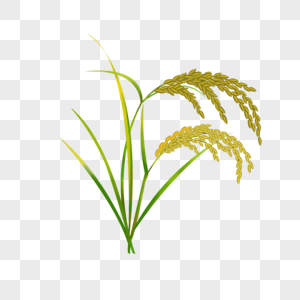 稻穗稻穗素材稻子高清图片