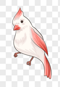 可爱的红白色小鸟图片