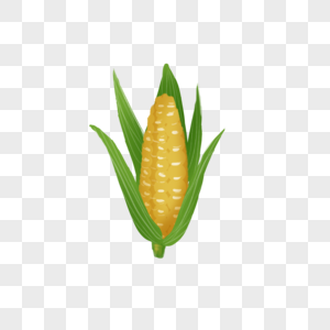 一个玉米图片