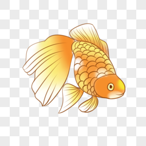 黄色鲤鱼图片
