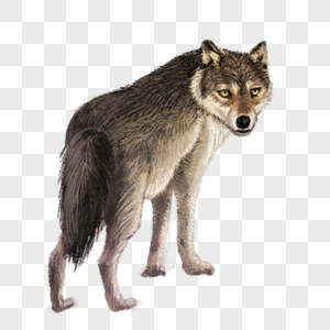 狼写实动物高清图片素材