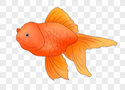 一条红色金鱼图片