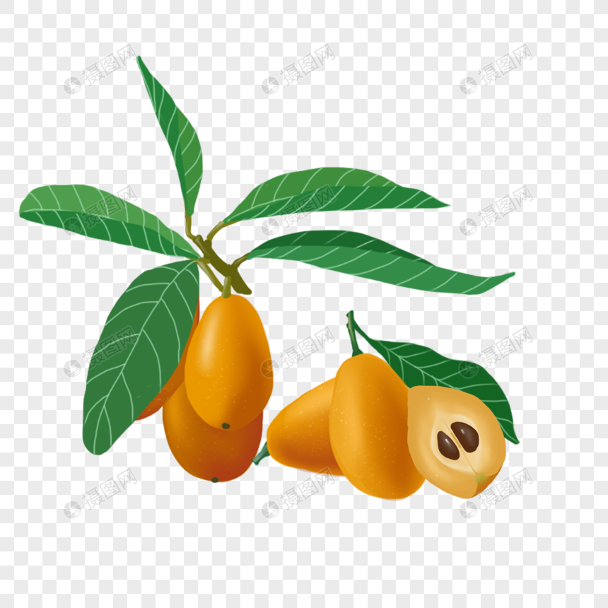 枇杷