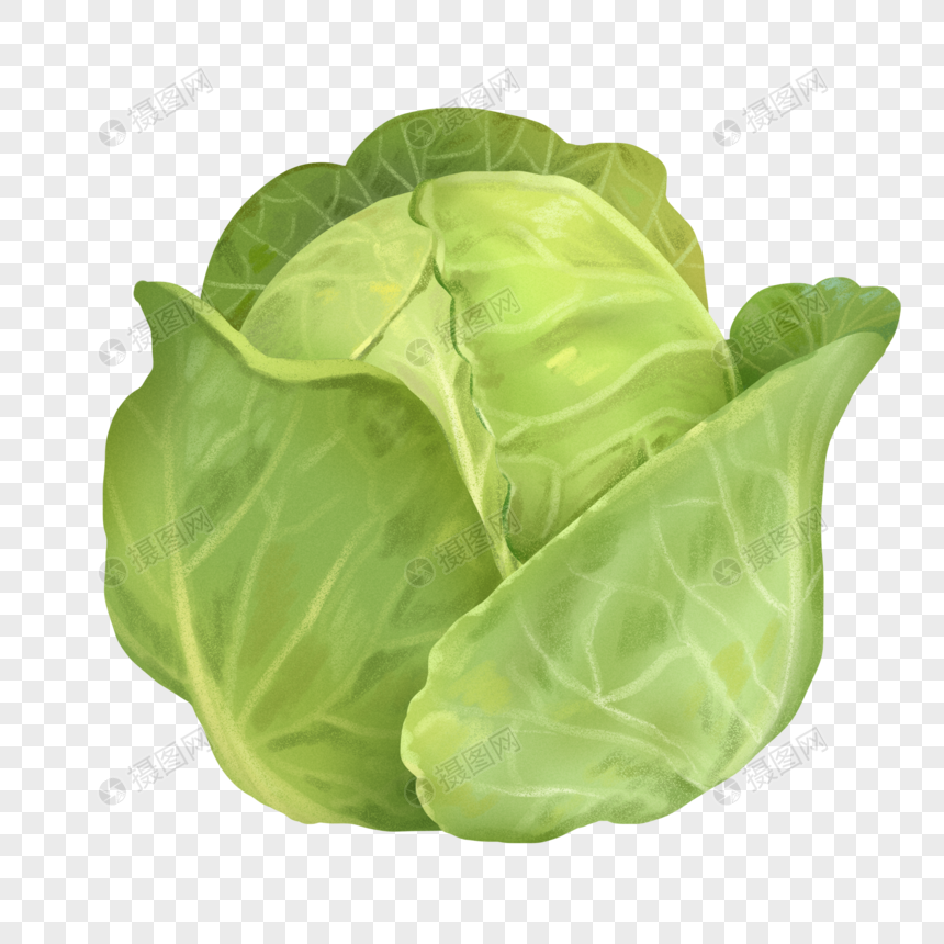手绘蔬菜圆包菜