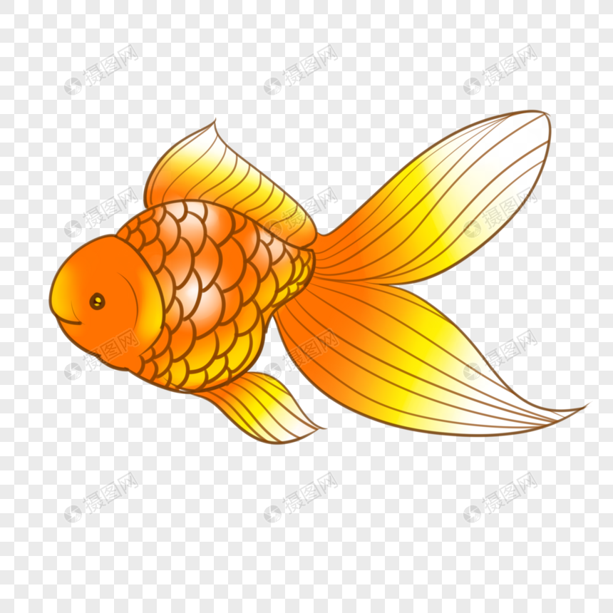 橙色金鱼图片