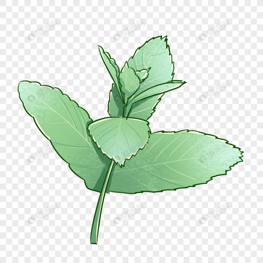 手绘卡通小清新薄荷叶绿色