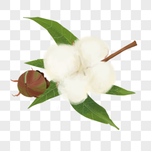 棉花作物作物白色高清图片