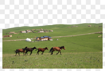 喀拉峻草原的马图片