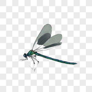 蜻蜓蜻蜓元素高清图片