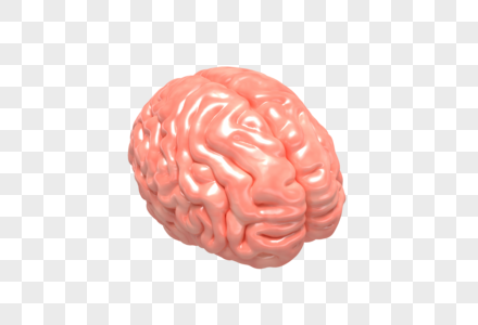 大脑模型图片