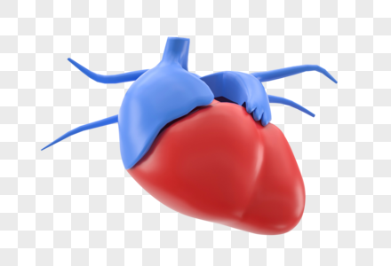 医学人体器官心脏图片