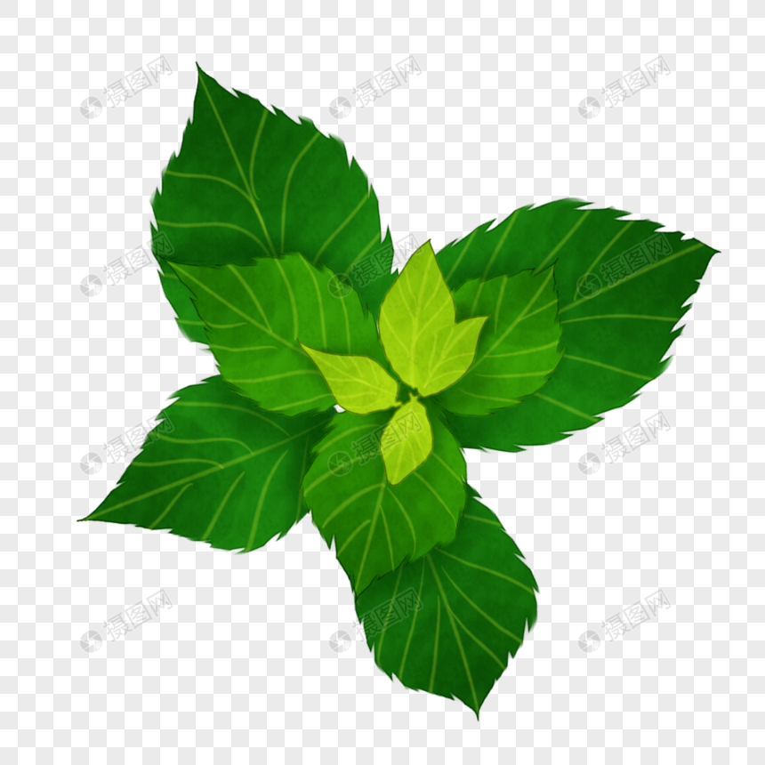 卡通绿色薄荷叶